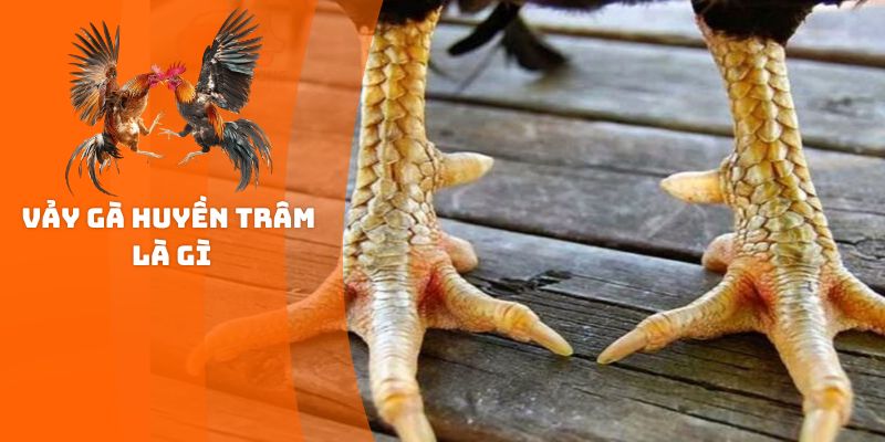 Vảy Gà Huyền Trâm Là Gì?